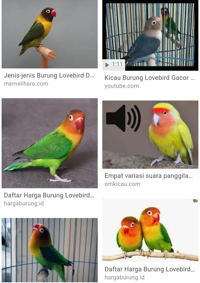 Jual Vitamin Burung Lovebird Vit Orange 30 Ml Supaya Gacor