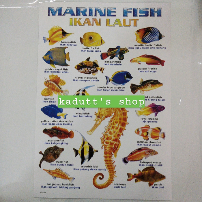 Jual Poster Edukasi Jenis Nama Ikan Hewan Laut Marine Fish Mainan