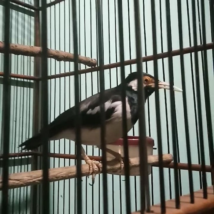 Jual Burung Jalak Suren Gacor Rawatan Bisa Dikirim Keseluruh