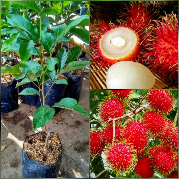 Jual bibit rambutan binjai unggul berbuah lebat Kab