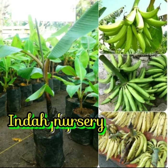 Jual Bibit Buah Pisang Tanduk Super Kota Metro Indah Nursery