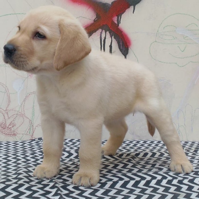 Jual Anakan Labrador Retriever Kota Bandung Brightlight Jual Anakan Labrador Retriever Kota