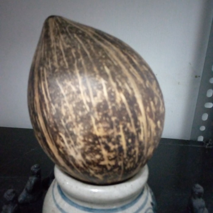 Jual Kelapa Koclak Mustika Jakarta Timur Rahwana Antique Tokopedia