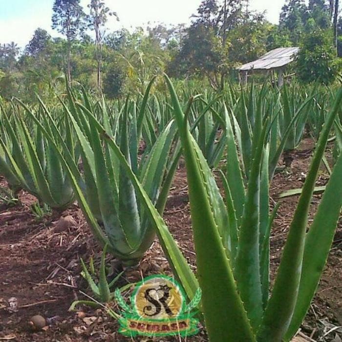 Budidaya Tanaman Lidah Buaya