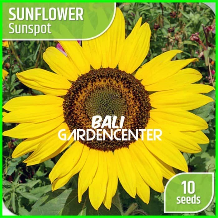 Jual 10 Seed Sunflower Sunspot  Benih Bunga  Matahari  