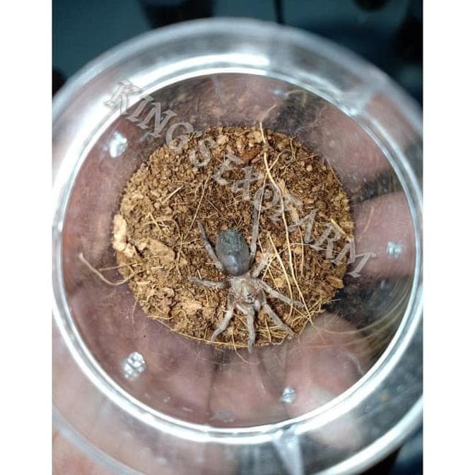 brachypelma boehmei sling
