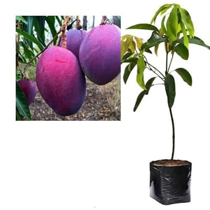 Jual Bibit Mangga Irwin Pohon Mangga Bibit Buah Mangga Ungu Mangga