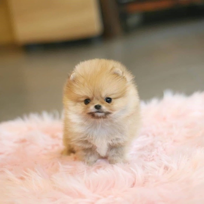 Pomeranian Puppies Jual Mini Pom Fluffy Mini Pom For Sale