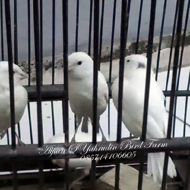 Jual Jual Burung Kenari Putih Gacor Bunyi Rajin Dewasa Jakarta