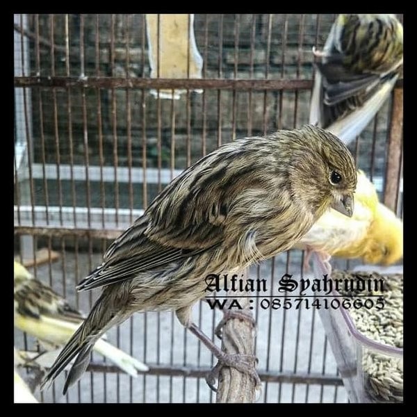 Jual Burung Kenari Af Super Afs Rasa F1ys Gacor Bunyi Rajin Dewasa