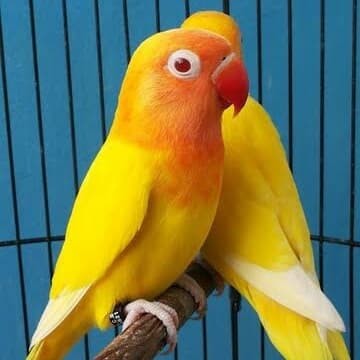 Jenis burung Lovebird