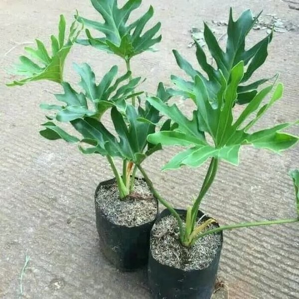 Jual PROMO!! Tanaman Hias Monstera Jari - Philondendron ...
