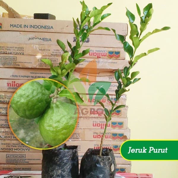 Jual Bibit  Daun Jeruk Purut asal Stek Kab Nganjuk  