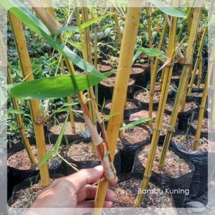 Jual 10 BIBIT BAMBU KUNING JENIS BESAR (STEK) Batang