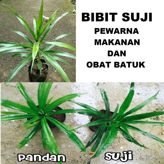 Jual Bibit Tanaman Suji  Pewarna Makanan Alami Pohon Suji  