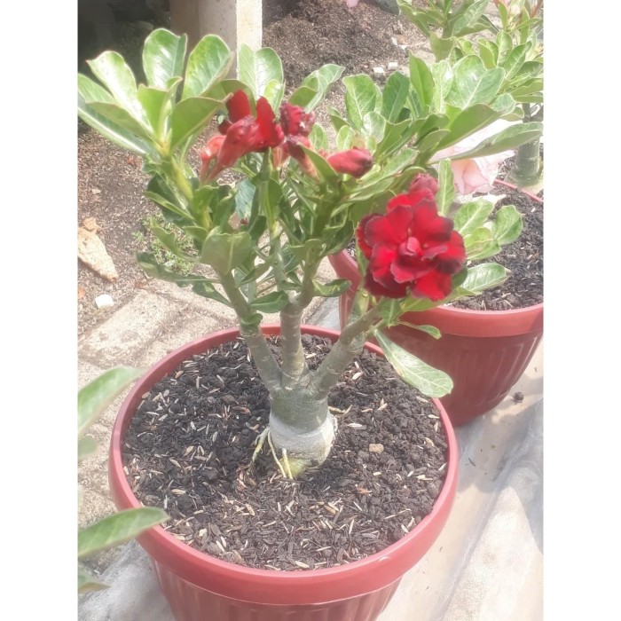 Jual tanaman  hias  kamboja  jepang  adenium bunga  tumpuk 