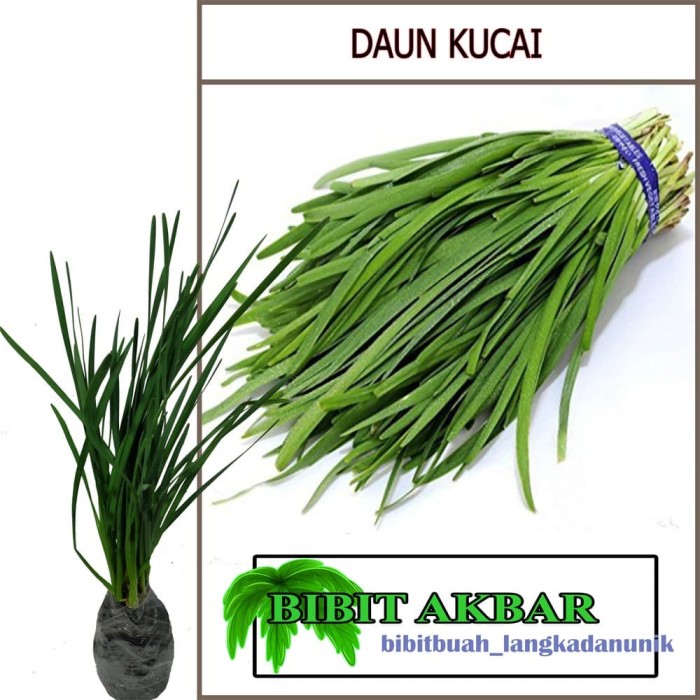 Jual Bibit Tanaman Hias Bunga Kucai Eropa Kota Batu Jual Bibit Tanaman Hias Bunga Kucai Eropa Kota Batu