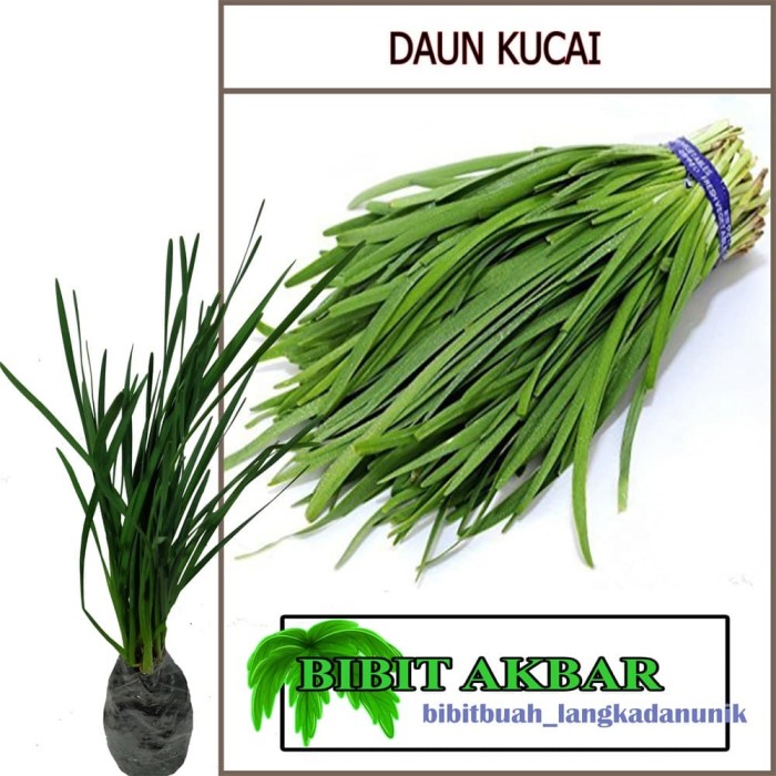 Jual Bibit Tanaman Hias Bunga Kucai  Eropa Kota Batu 