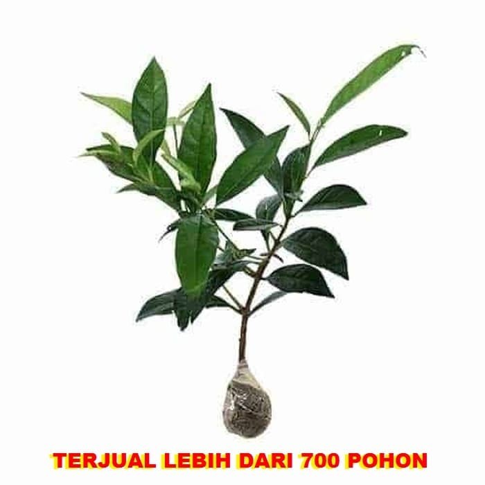 Jual Bibit Tanaman Obat Salam Daun Salam Syzygium Polyanthum Kota Bekasi Original Flora Tokopedia