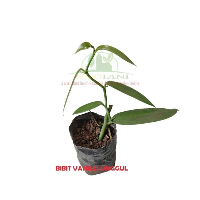 Jual Bibit Vanili Panili Stek Vanilla Unggul - Kab