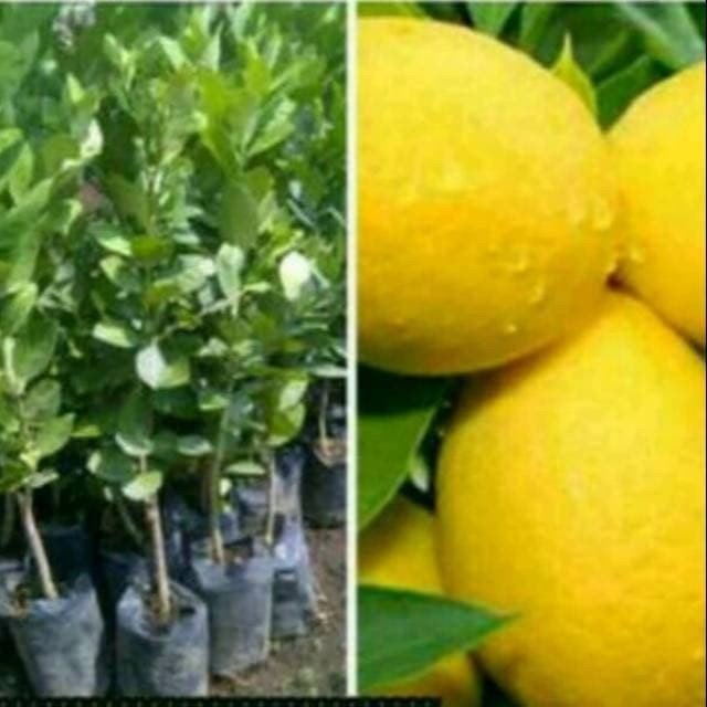 Cara menanam jeruk lemon agar cepat berbuah dan lebat