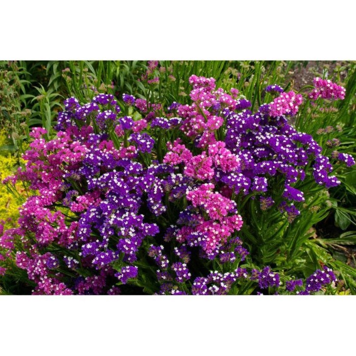Soklanmis Statis Cicegi Demeti 50 Cm Mor