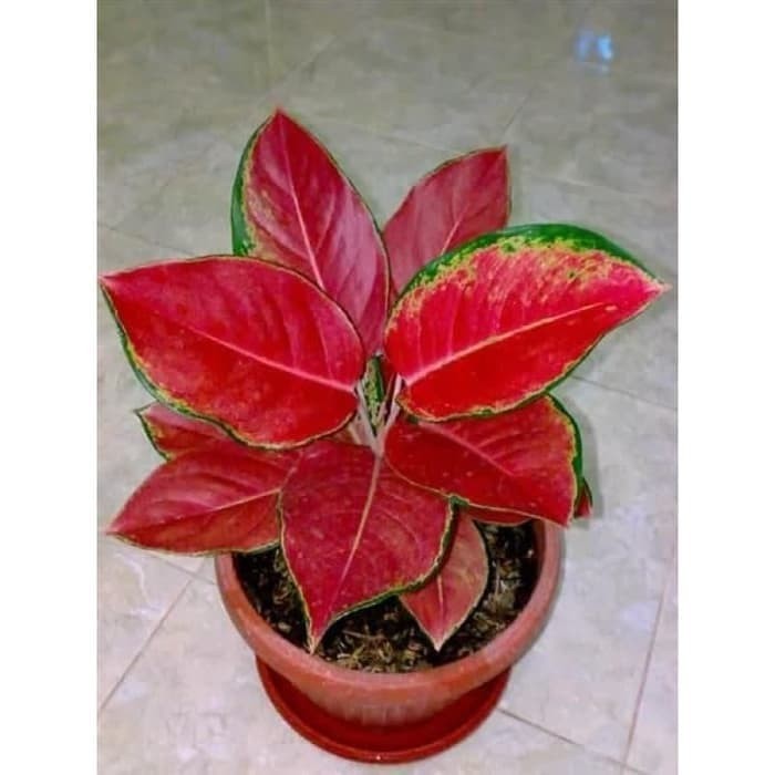 Jual Tanaman  Hias Aglonema  Red Kochin Kab Bogor  zaky 