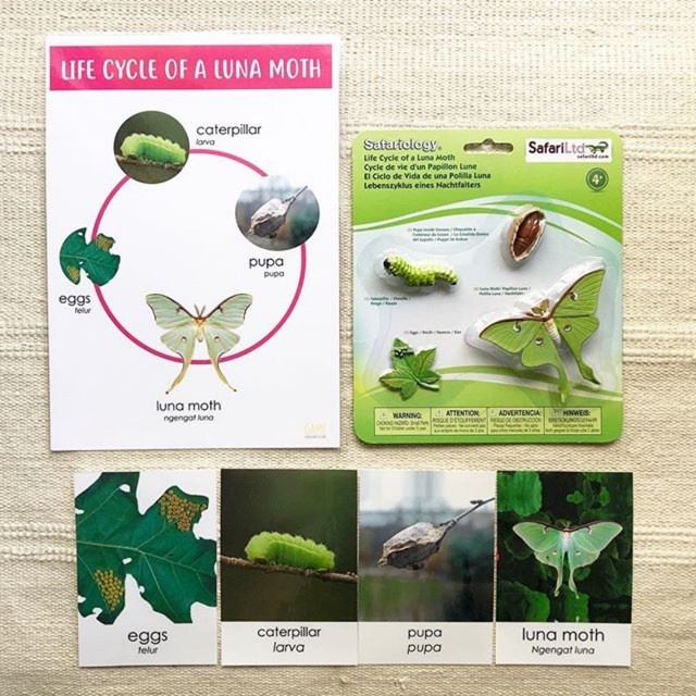 Pictures Of Moth Life Cycle