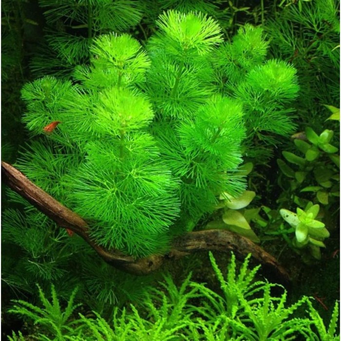 Jual cabomba  green per batang tanaman air untuk aquarium 