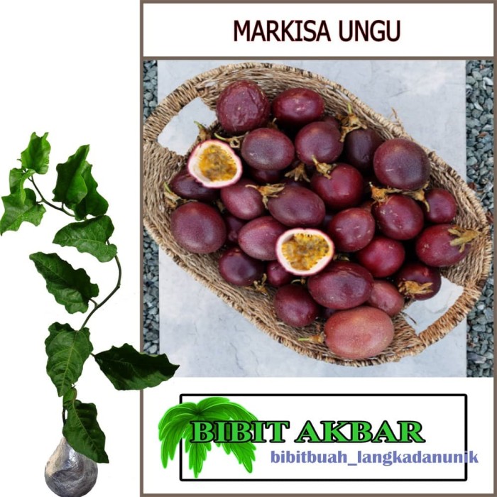 Jual Bibit Tanaman Buah Markisa Ungu - Kota Batu - BibitAkbar | Tokopedia