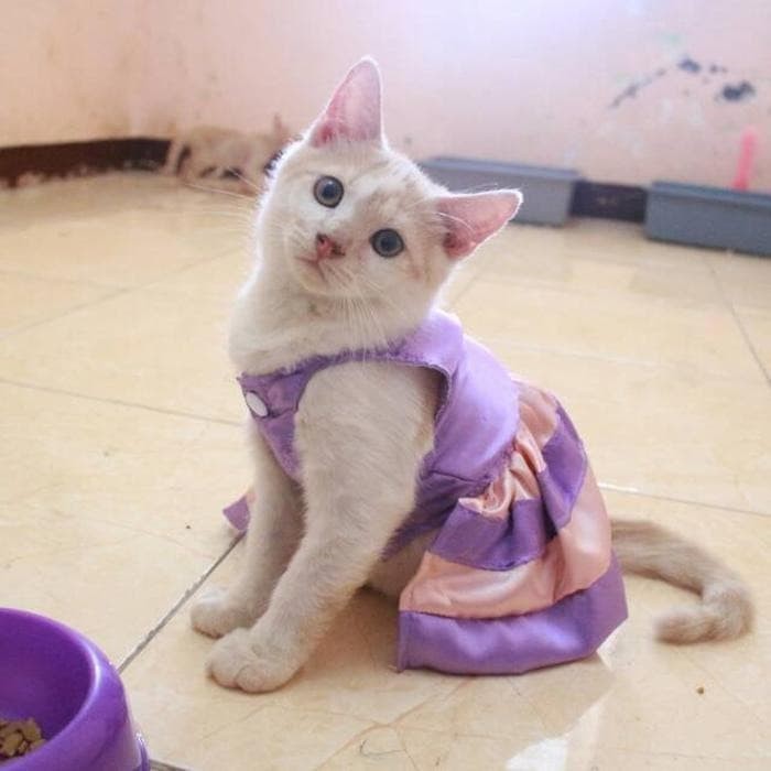 Jual Dress Ungu Mix Krem Untuk Kucing Dan Anjing Lucu Baju Kucing Murah Kab Bekasi Sellingday3 Tokopedia