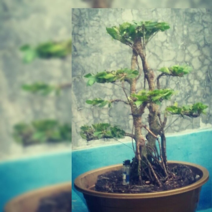 Jual Bonsai Beringin Kimeng Kota Medan Al Bonsai Tokopedia