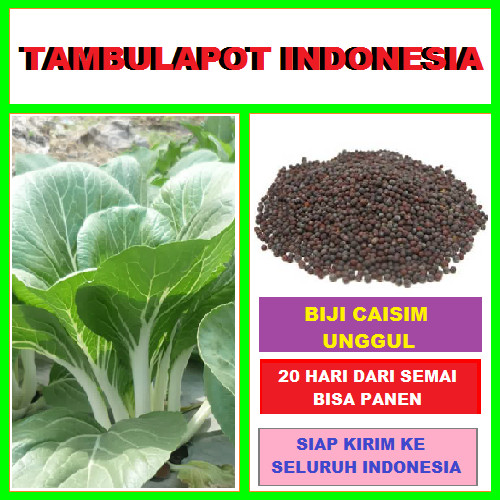 Jual Benih Cesim Biji Cesim Biji Cesin Benih Sawi Cesim ...