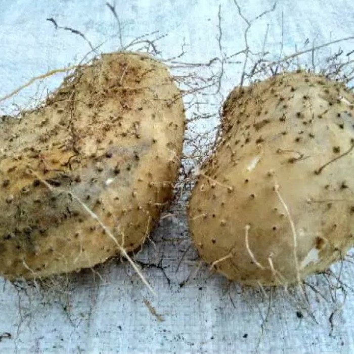 Jual Gadung Umbi Gadung 1 Kg Fresh Murah Kab Serang Nasrudin Shop Tokopedia