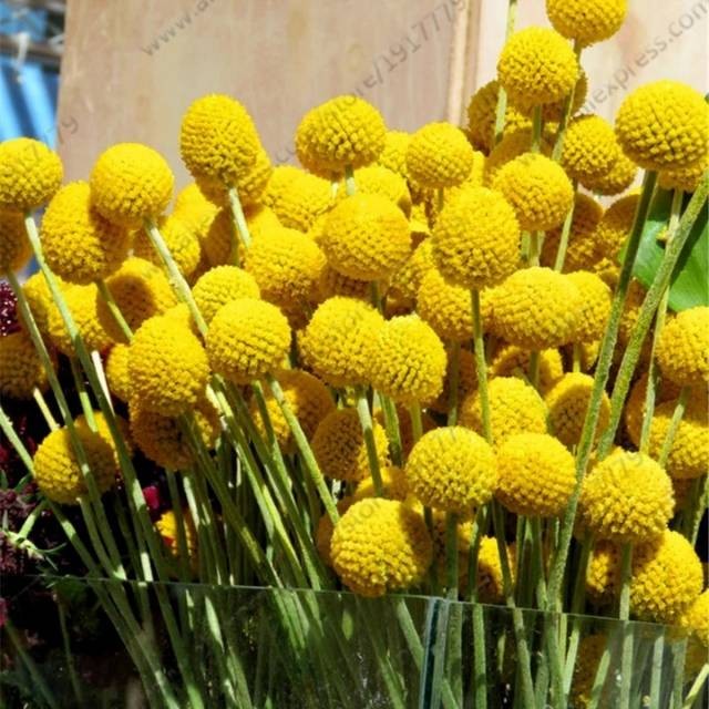 Jual Promo Biji Bunga Yellow Drumstick Billy Buttons Flower Seeds - Kota  Surabaya - Astoria indo  Tokopedia