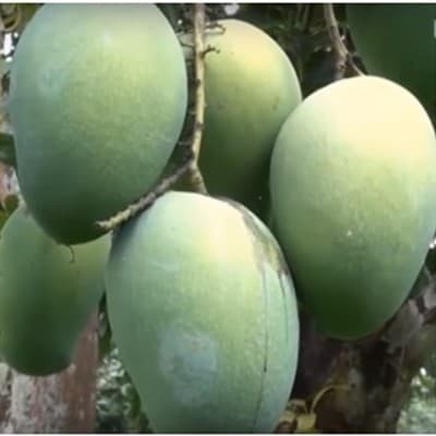 Jual Bibit Mangga Harum Manis - Mangga Arum Manis - Kota Kediri