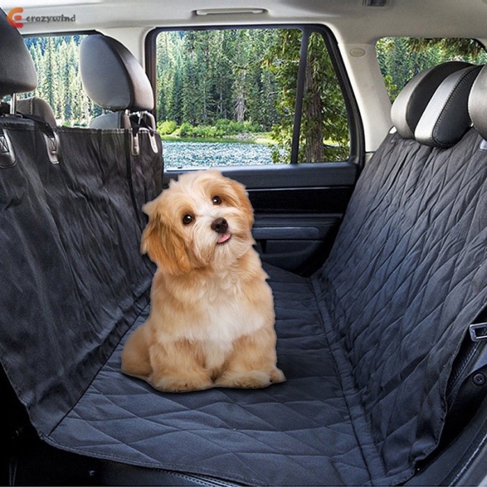 micro puppies near me