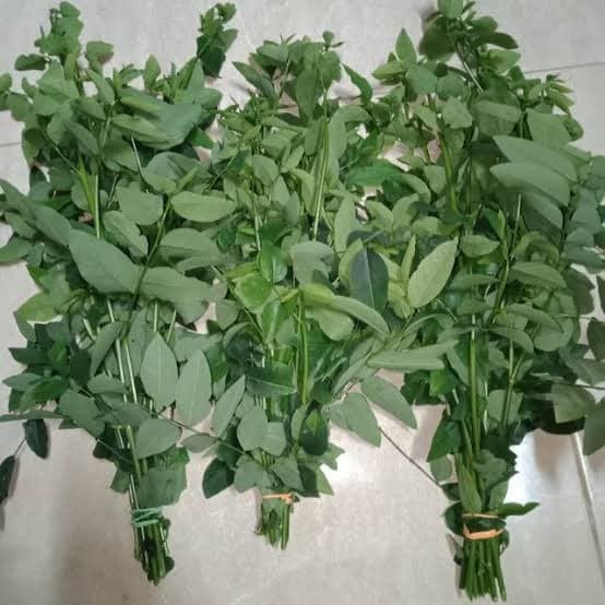 Jual Daun Katuk Per Ikat Kota Tangerang Selatan Kem Bang Kol Tokopedia