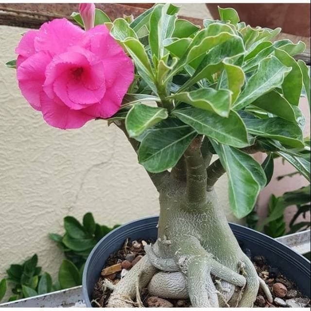 Jual Tanaman bonsai adenium bunga pink kamboja jepang 