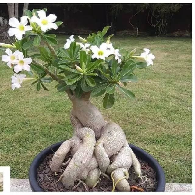  Jual  Bibit tanaman adenium kamboja  jepang  bunga putih 