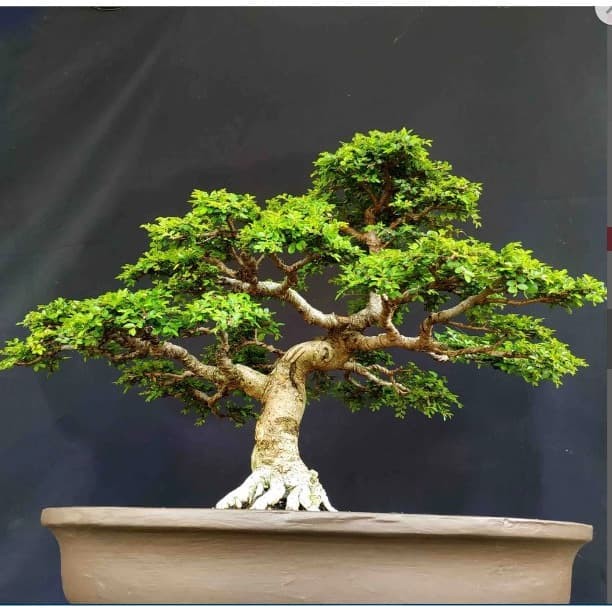 Jual Dijual Mahal Bonsai Pohon Ulmus Mikro Prospek Juara Kontes Style Natur Kota Surakarta Djati Karya Tokopedia