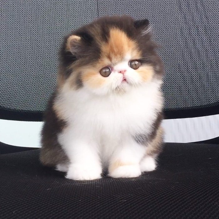 Gambar Kucing Persia Pesek