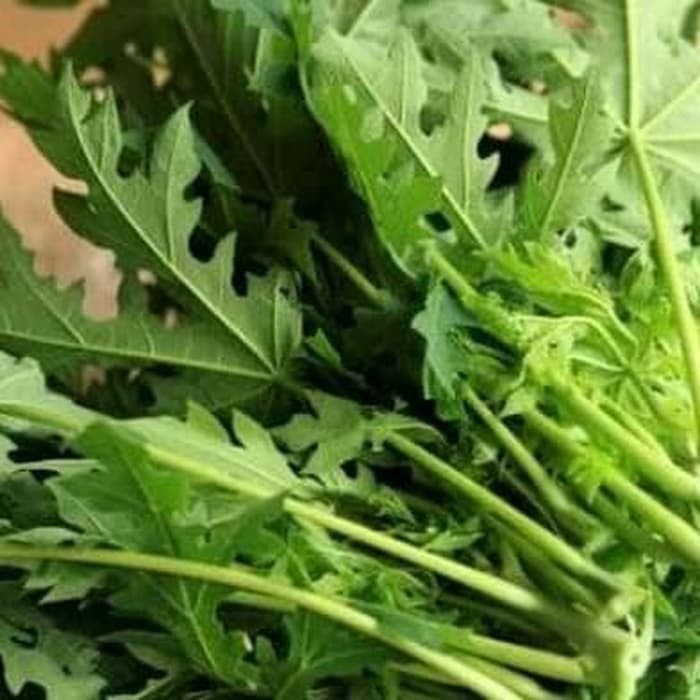 Jual Daun Pepaya Sayur Jakarta Selatan Bakoelsayursegar Tokopedia