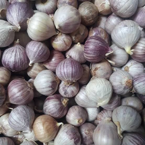 Jual Jual Bawang Putih Tunggal Termurah Murah Bawang Lanang Obat Jakarta Timur Orlee Store Tokopedia