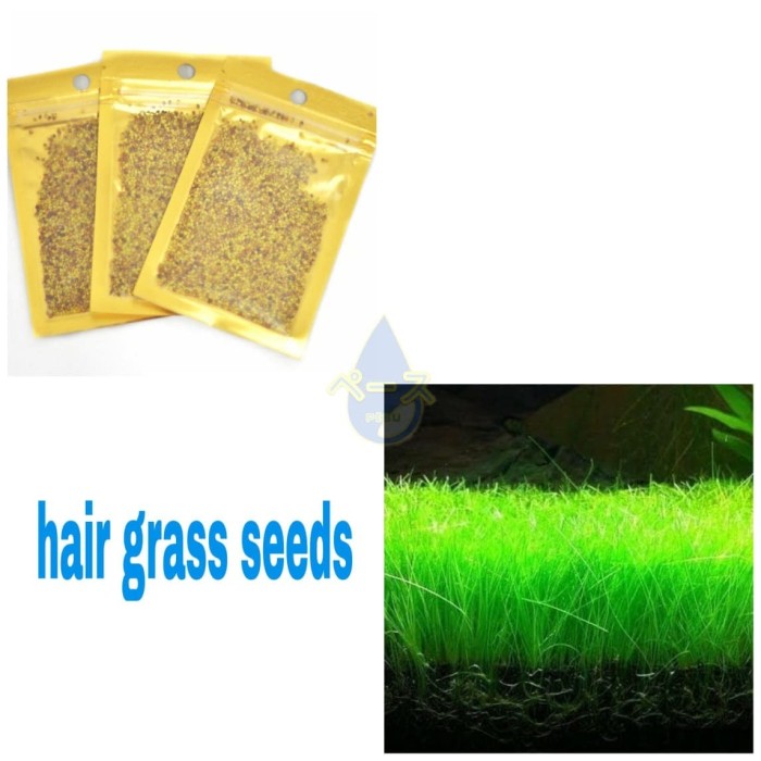 Jual Bibit benih tanaman air Carpet  seed  aquascape 