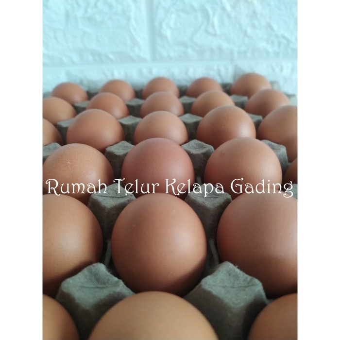 Jual Telur Ayam Negeri Curah / Telur Ayam - Jakarta Utara - Rumah_Telur