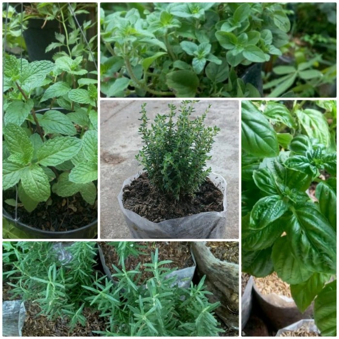 Jual paket 5 ( Thyme,basil,oregano,mint,Rosemary) Jakarta Timur