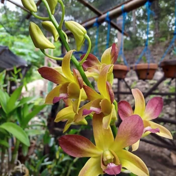 Jual Tanaman Hias Anggrek Dendrobium Bunga Kuning Coklat - Anggrek