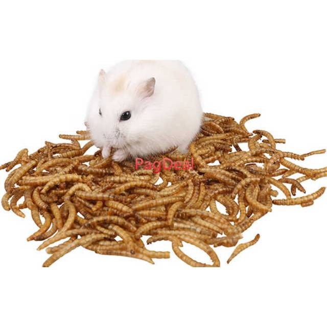 do hamsters like mealworms