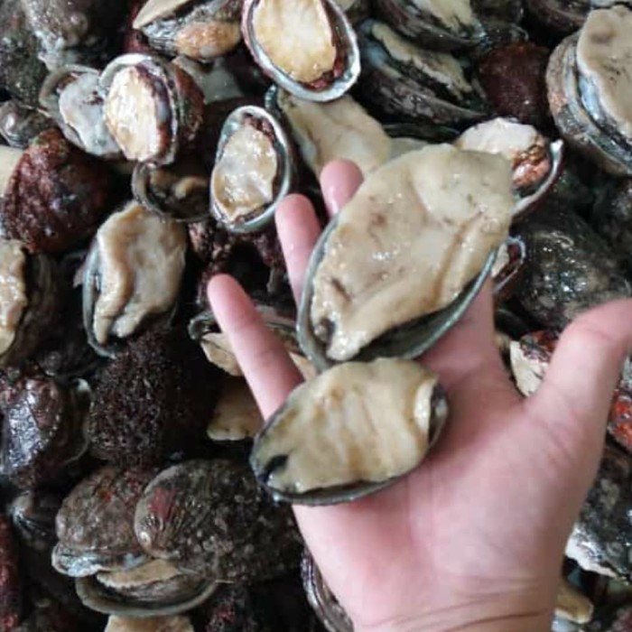 Jual kerang Abalone frozen Kota Tangerang Aurora_seafoodstore